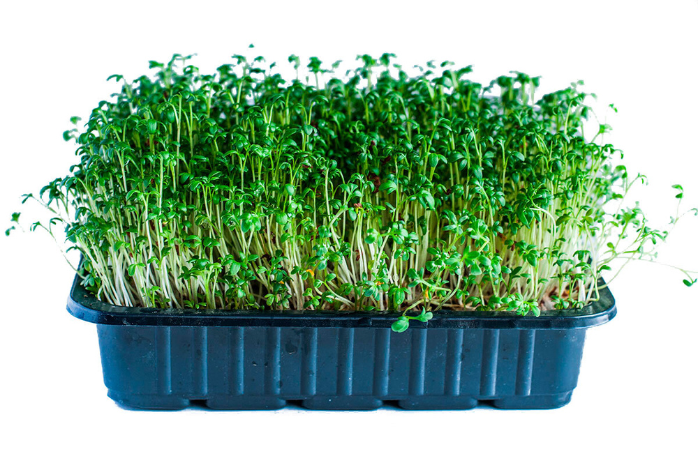 Семена микрозелени Кресс-салат - 50 г #1