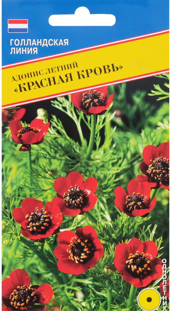 Семена Адониса Красная кровь, 3 г, растет на солнце и в полутени, лучше развивается в известковой легкой #1