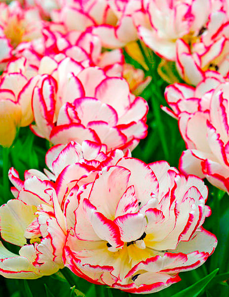 Тюльпан многоцветковый Белиция 5 шт. #1