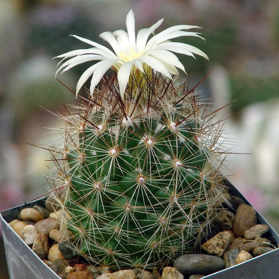 Суккулент Кактус Coryphantha ramillosa MMR-56.2 семена (10 ШТ) #1