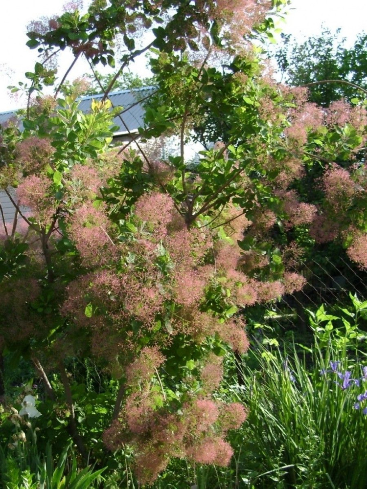 Семена Скумпия кожевенная (Cotinus coggygria), 20 штук #1