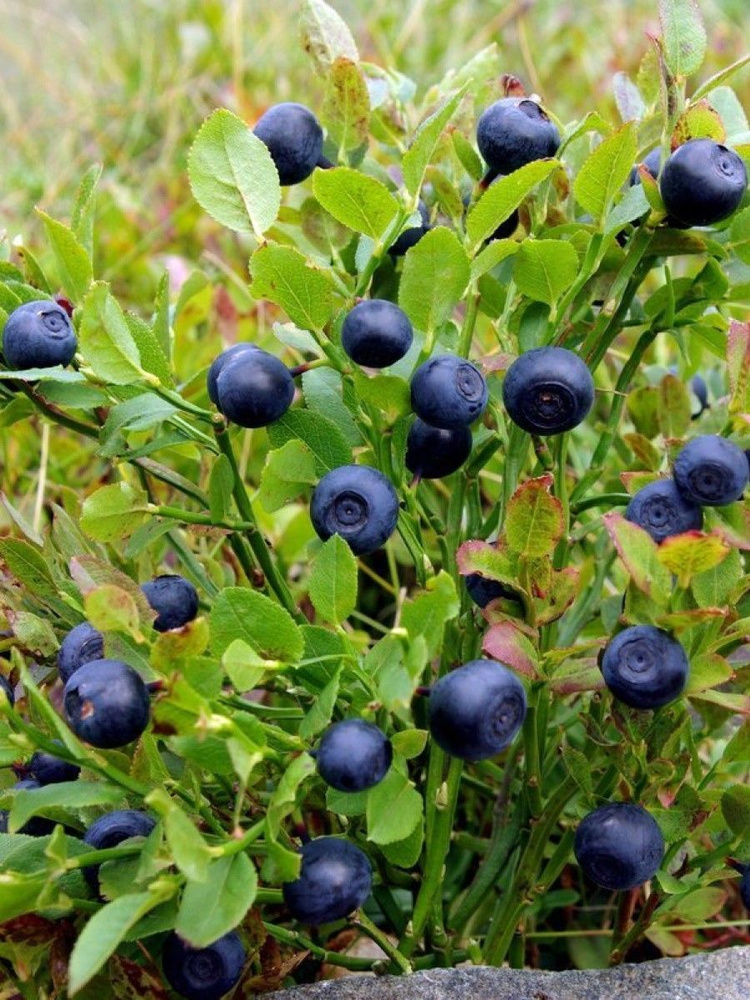 Семена Черника обыкновенная (Vaccinium myrtillus), 40 штук #1