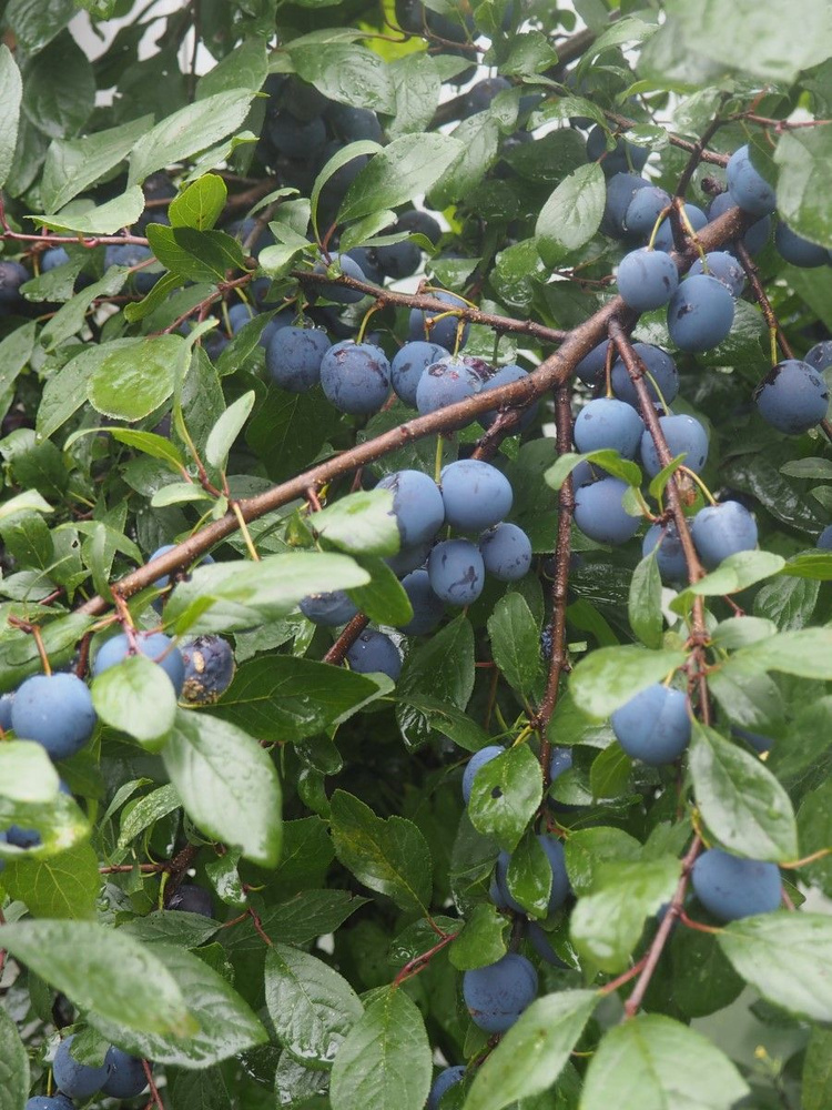 Семена Тёрн слива колючая (Prunus spinosa), 10 штук #1