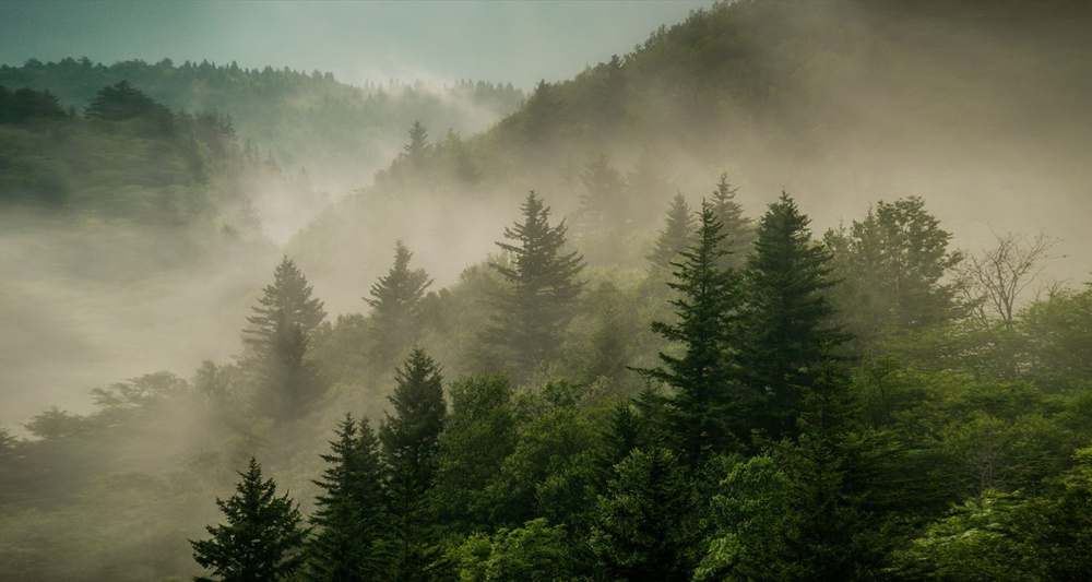 Фотообои флизелиновые на стену 3д GrandPik 2073 "Горный лес в тумане", 500х270 см(Ширина х Высота)  #1
