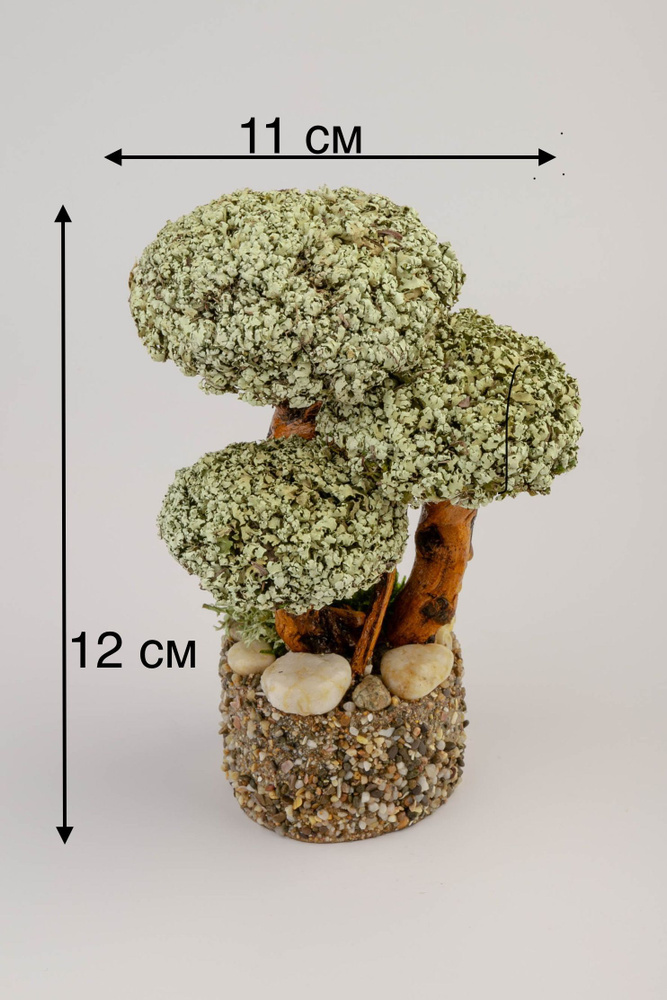 Живое дерево из исландского мха цетрария "Трио" №1 #1