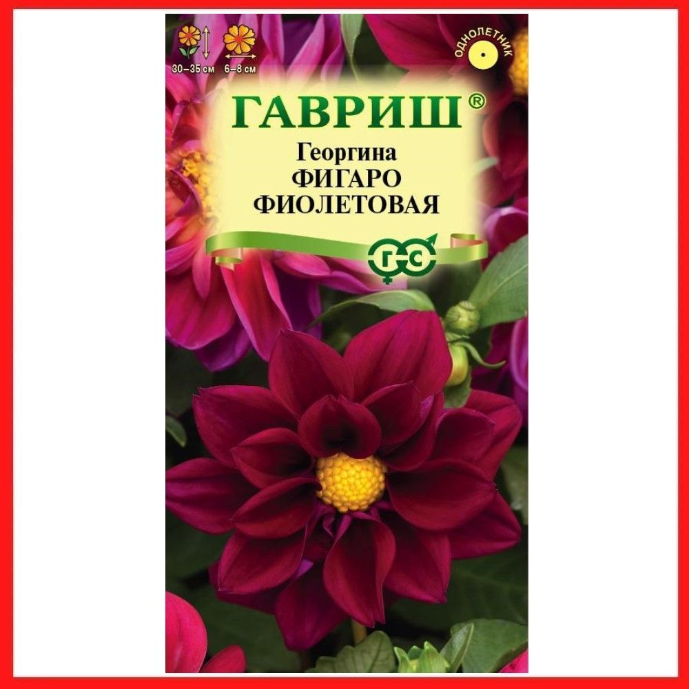 Семена Георгина "Фигаро фиолетовая", 7 шт, однолетние цветы для дачи, сада и огорода, клумбы, в открытый #1