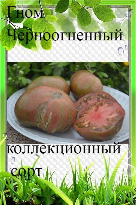 Семена томата Гном Черноогненный #1