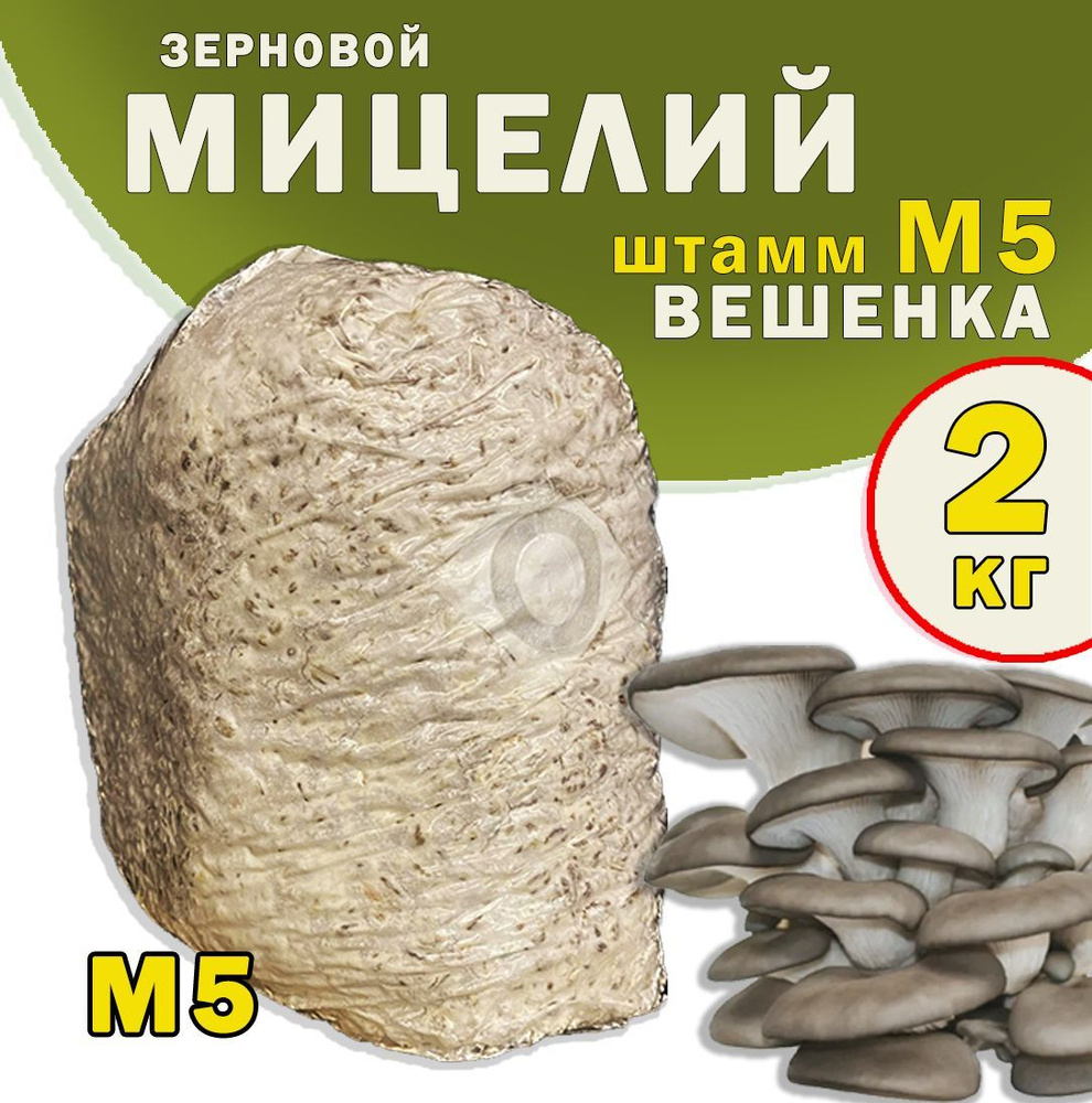 Мицелий грибов вешенка зерновой (штамм М5) - 2 кг. #1