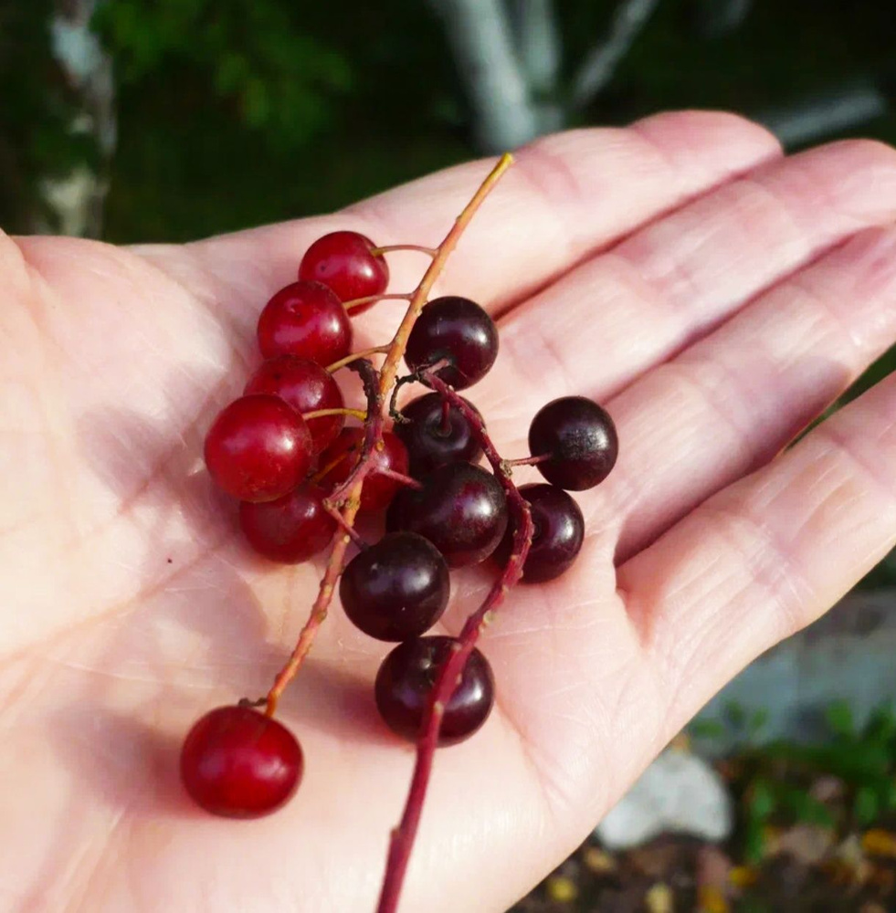 Черемуха красная. Ягоды сушеные. 1кг. - купить с доставкой по выгодным ...