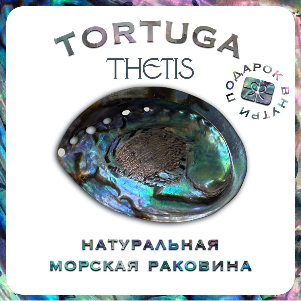 Подставка ракушка для благовоний "Thetis" TORTUGA, раковина абалон "морское ушко" 14см  #1