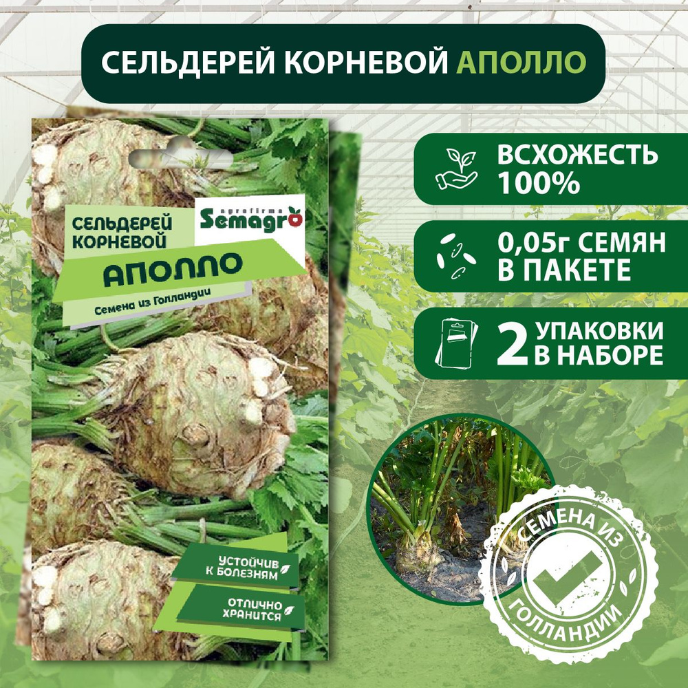 Семена Сельдерей корневой Аполло SEMINIS, 3 пакета, (0,05 г семян в одном пакете), Голландия  #1