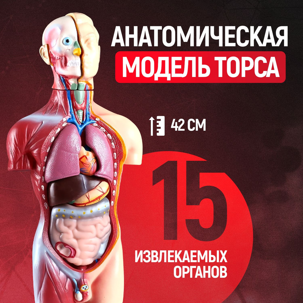 Анатомическая модель человека с органами разборная 42см / Макет "Торс человека" / анатомический набор #1