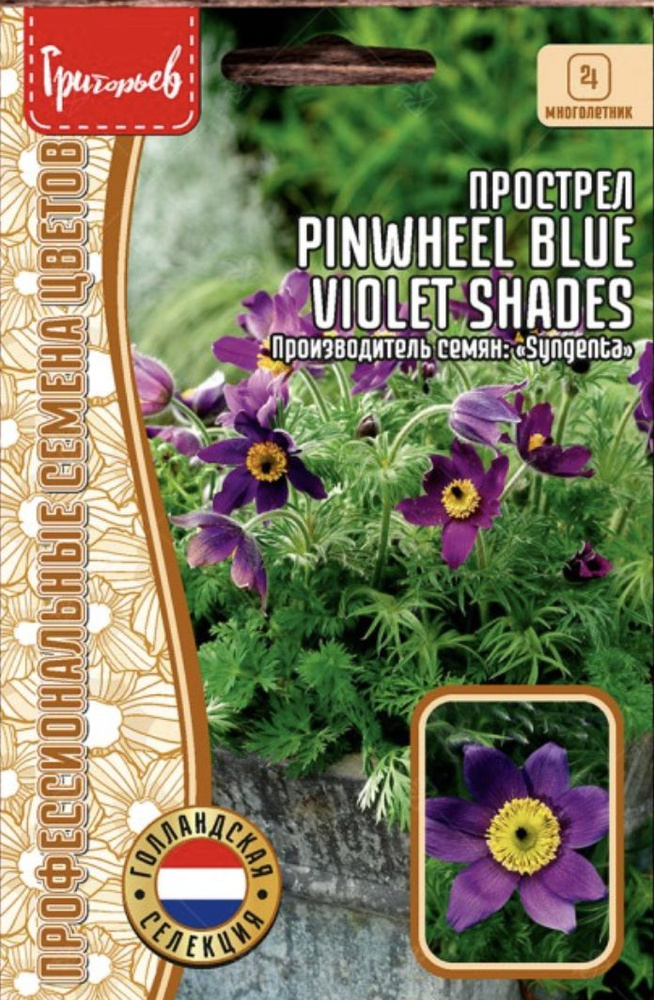 Прострел Pinwheel Blue Violet Shades, 1 пакет, семена 3 шт, ЧК #1