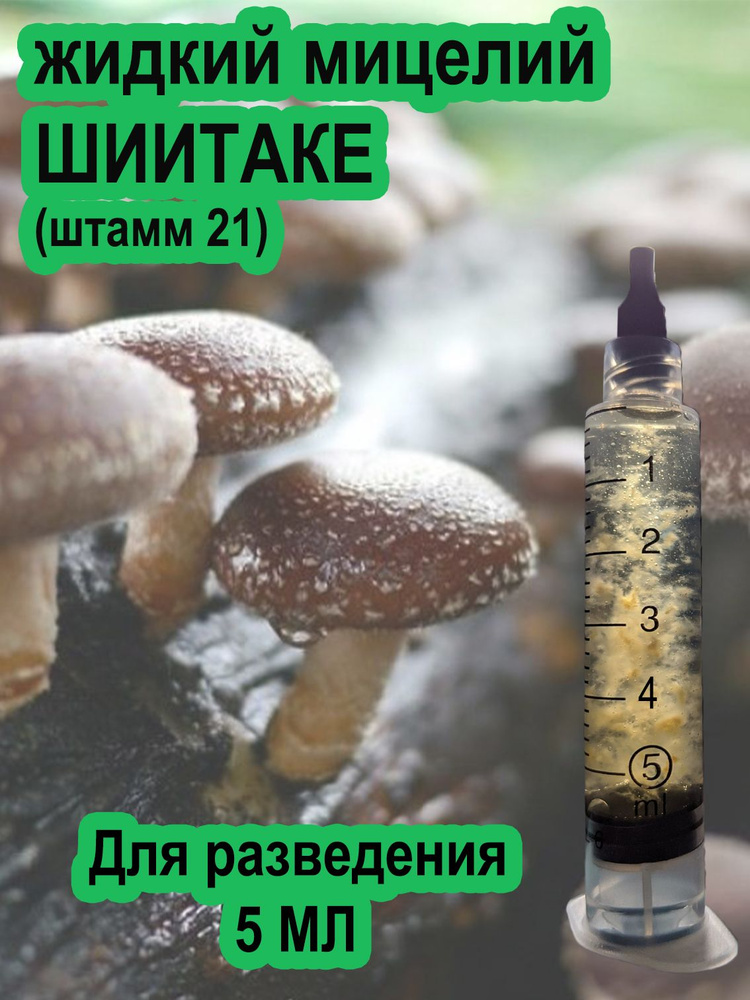 Жидкий мицелий шиитаке. (Lentinula edodes) #1