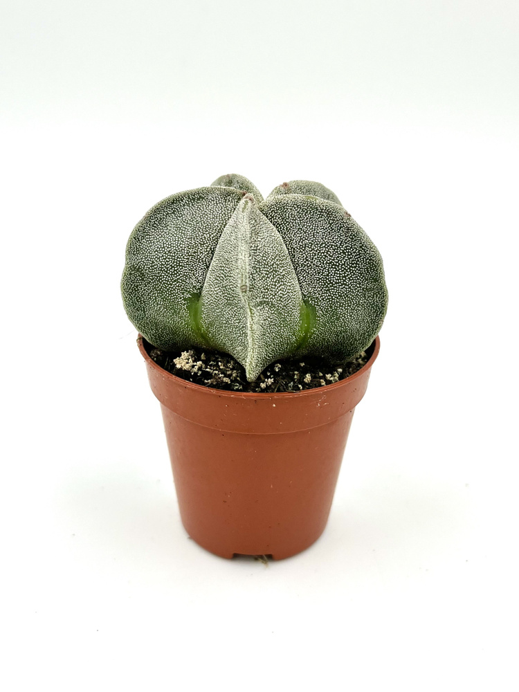 Астрофитум Мириостигма (Astrophytum Myriostigma) Д-5 #1