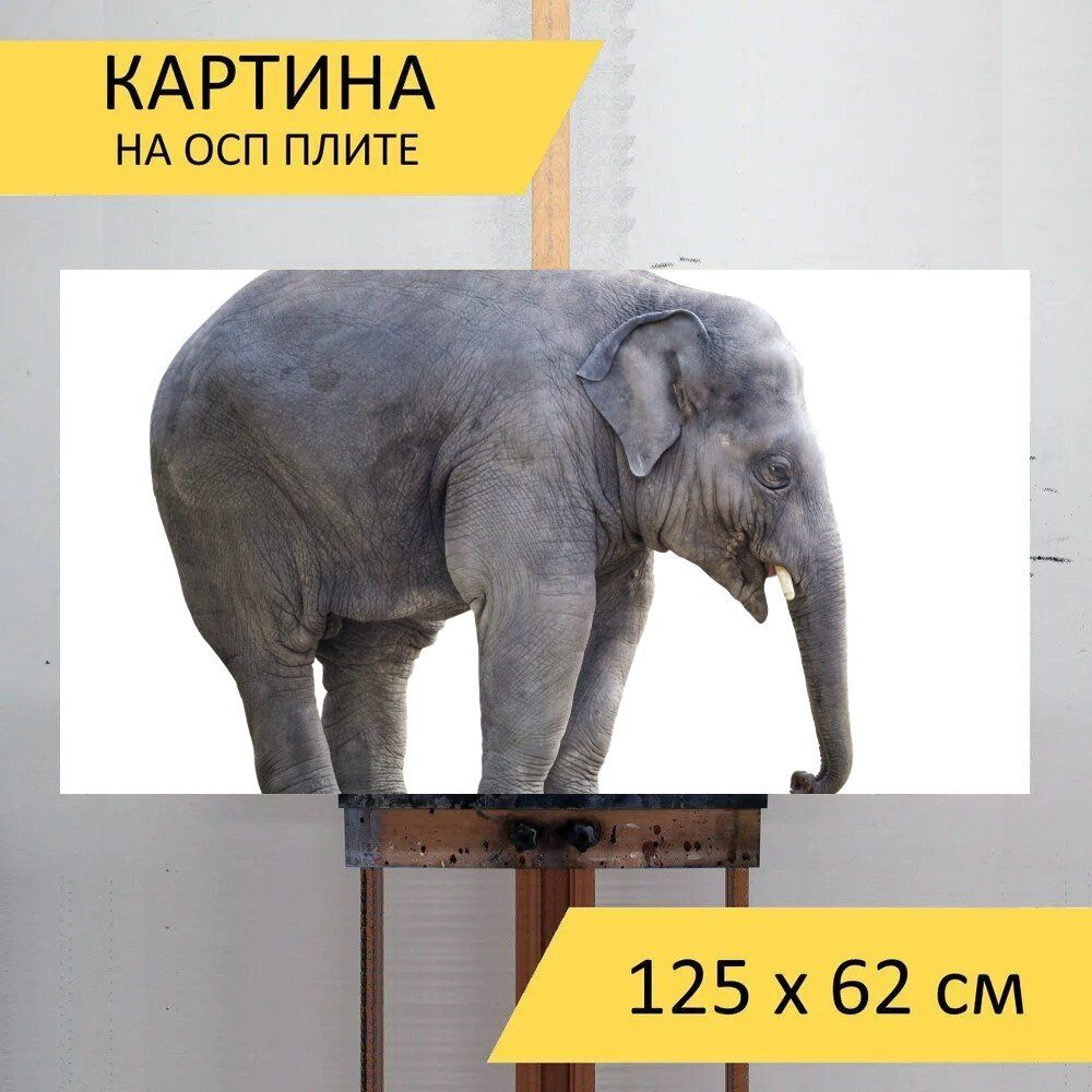 LotsPrints Картина "Слон, белый фон, изолированный 96", 125 х 62 см  #1