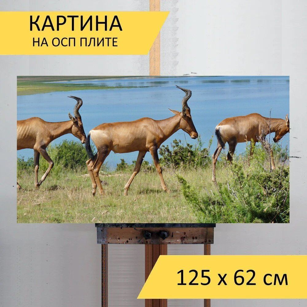 LotsPrints Картина "Красный бубал, антилопы, африке 62", 125 х 62 см  #1