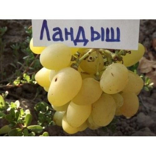Виноград плодовый Ландыш, желтый v5 Tim в Москве и области - купить по низкой це
