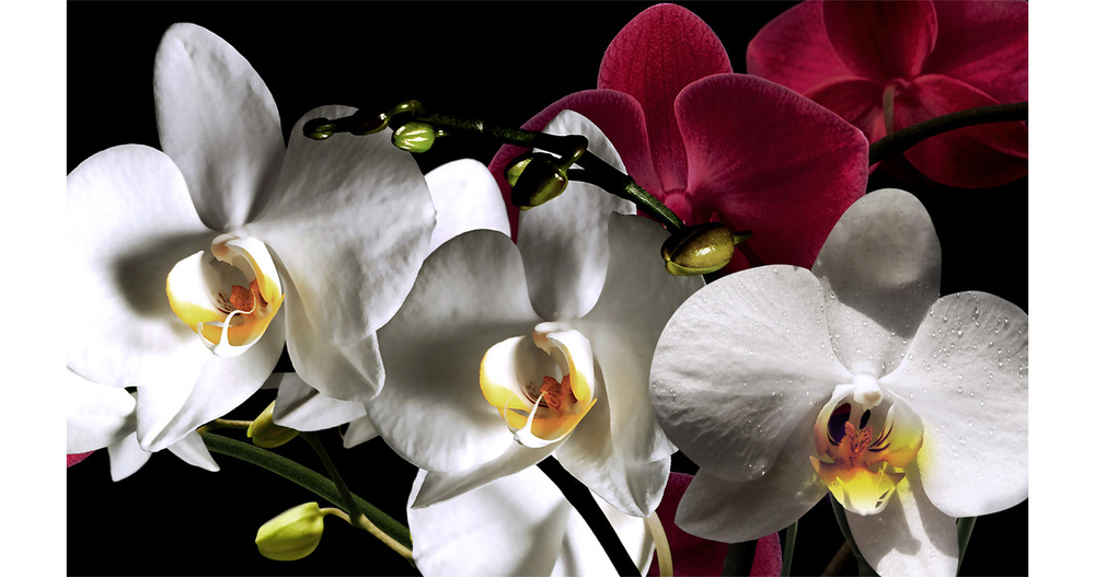 Кухонный фартук "Белая орхидея на темном 172" 1000*600мм, АБС пластик, фотопечать  #1
