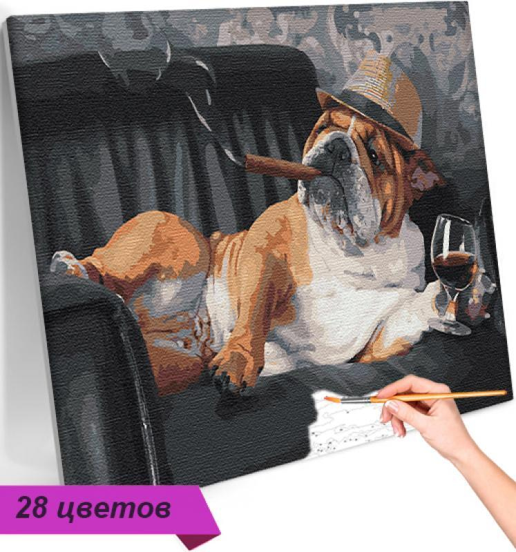 Английский бульдог / Собаки / Животные Раскраска картина по номерам на холсте 40х60  #1