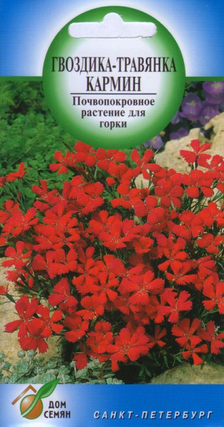 Гвоздика многолетняя Кармин (травянка) красная, 160 семян  #1