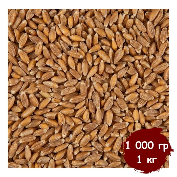 Пшеница для проращивания (кубанская), витграсс, здоровое питание, Вегетарианский продукт, Vegan 1 000 #1