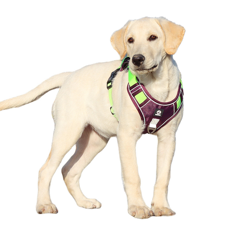 Шлейка для собаки, с подкладкой и светоотражающими полосками, размер M, обхват груди 46-63 см, фиолетовый #1