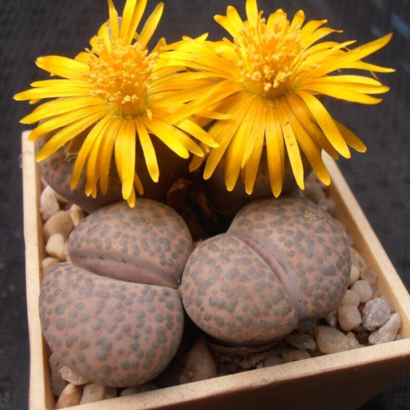 Суккулент Литопс Lithops fulviceps lydiae C-219 семена (10 ШТ) #1