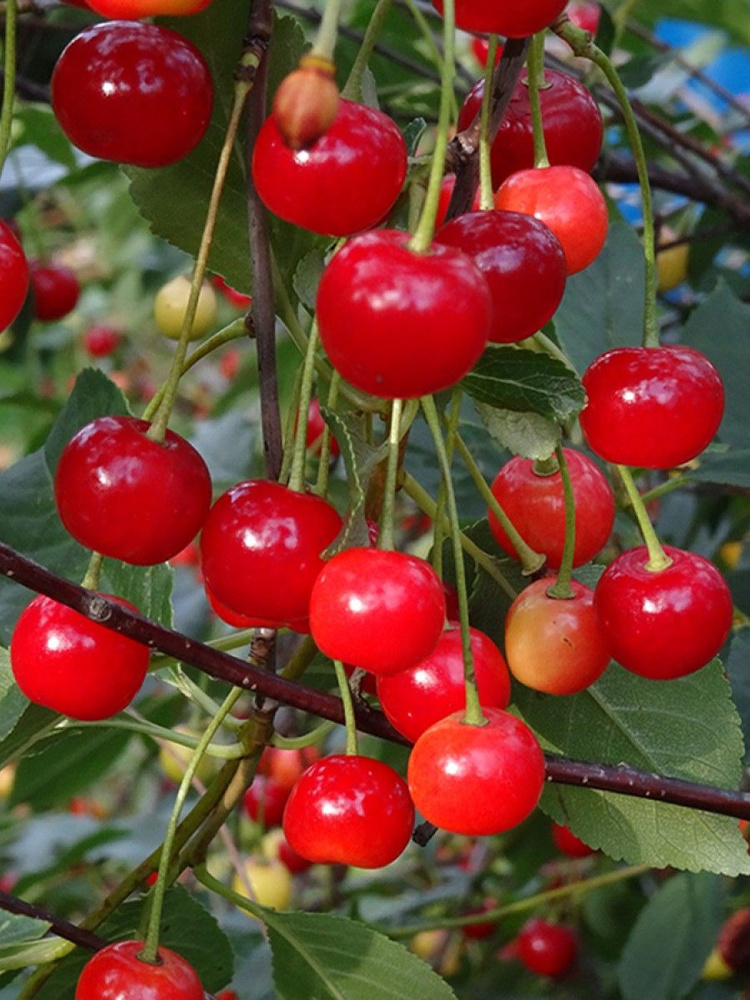 Семена Вишня Аморель розовая (Prunus cerasus amorel rozovaya), 45 штук #1