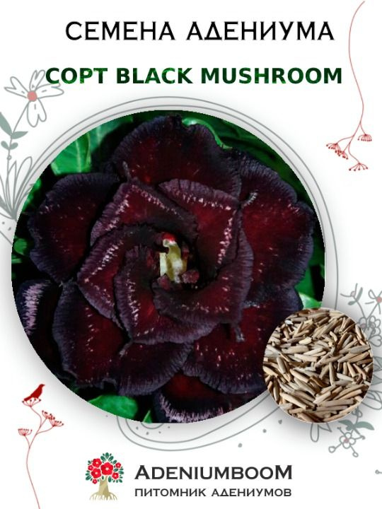 Семена Адениума Обесум, сорт Black Mushroom (4шт.) / семена цветов комнатных суккулентов, набор семян #1