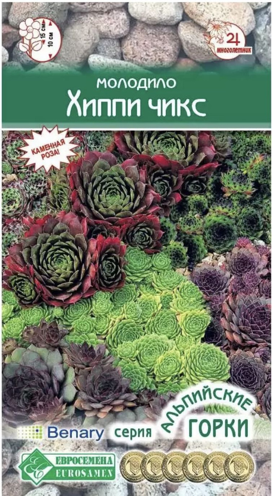 Молодило ХИППИ ЧИКС (Каменная Роза), 2 пакета, семена 5шт, ЕвроСемена  #1