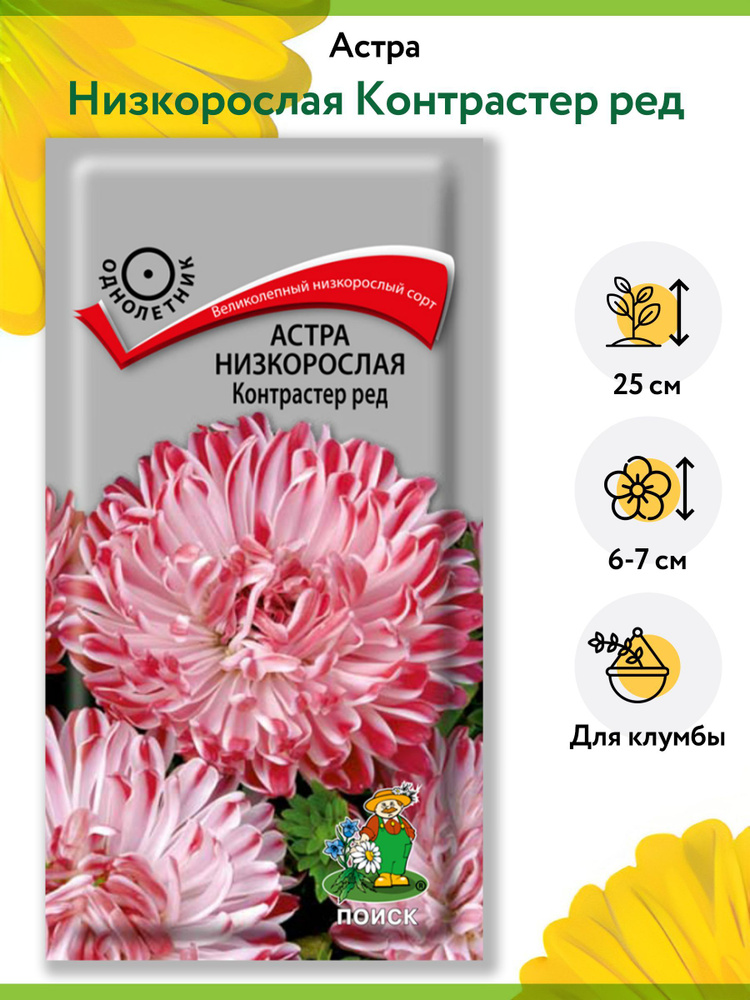 Астра Низкорослая Контрастер Ред (1 упаковка - 0,1 г). Семена однолетних цветов для сада, клумбы, срезки, #1