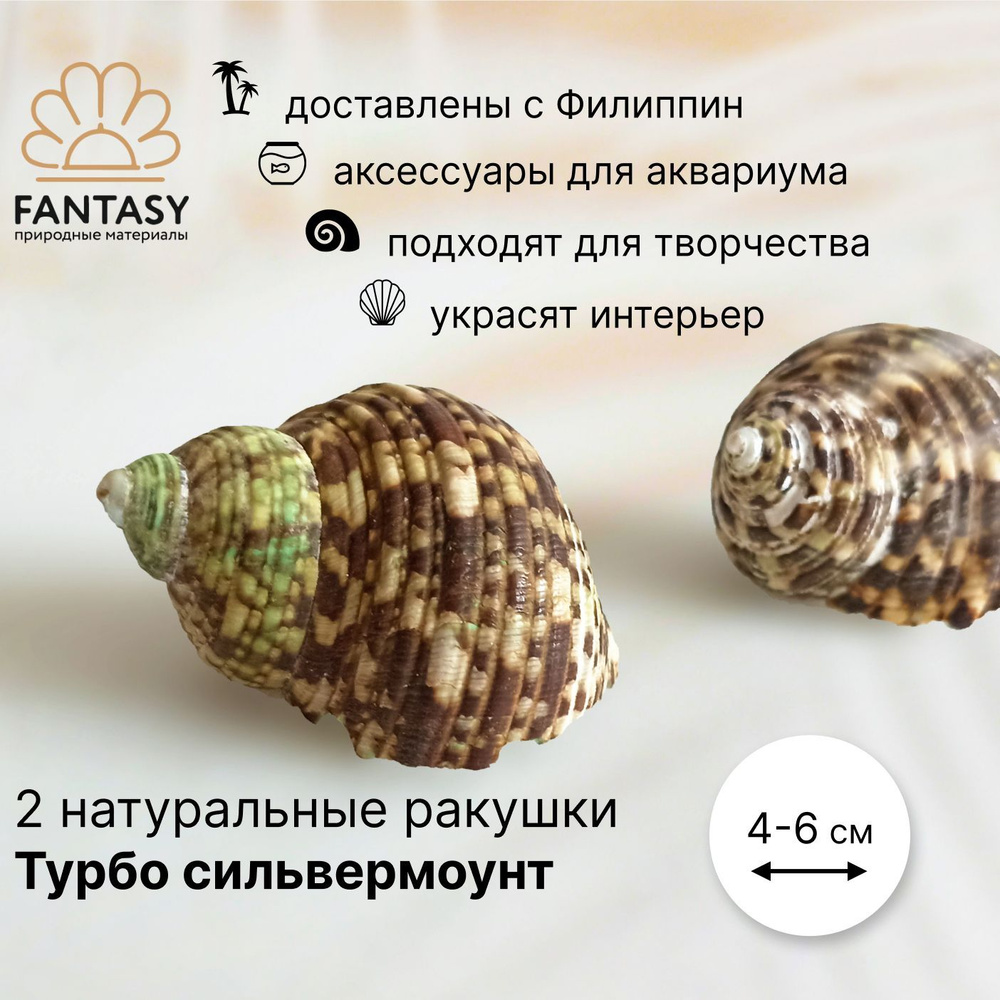 Натуральные морские ракушки FANTASY Турбо сильвермоунт, 4-6 см, 2 шт.  #1