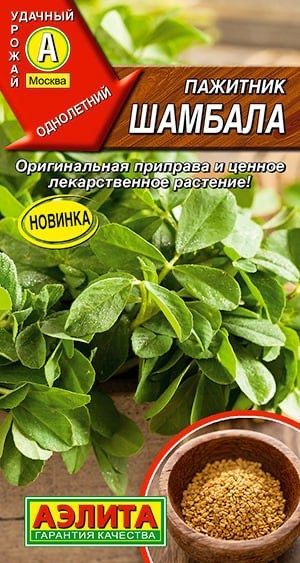 ПАЖИТНИК Шамбала. Семена. Вес 0,5 гр. Приправа и ценное лекарственное растение. Аэлита  #1