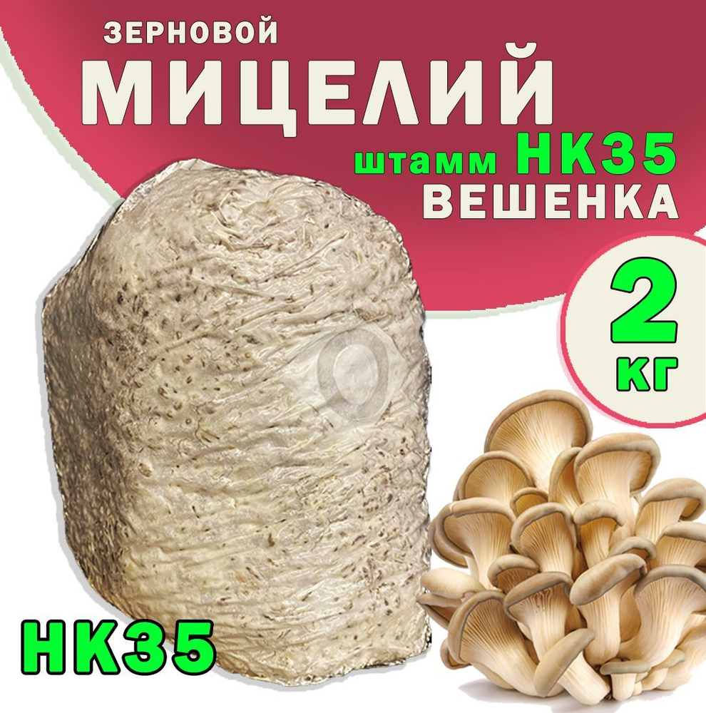 Мицелий грибов вешенка зерновой (штамм НК35) - 2 кг. #1