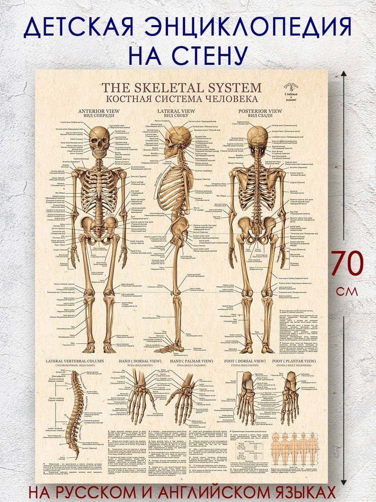 Большой постер по анатомии на русском и английском #1