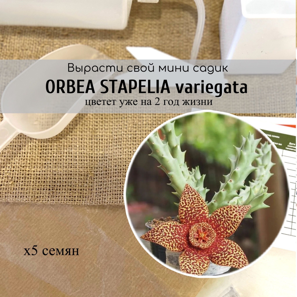 Семена Orbea Stapelia variegata / Орбея пёстрая #1