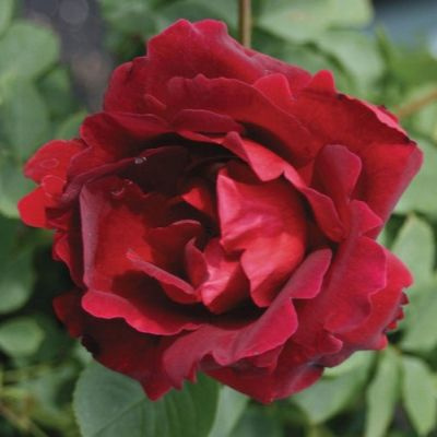Роза шраб Катберт Грант саженец #1