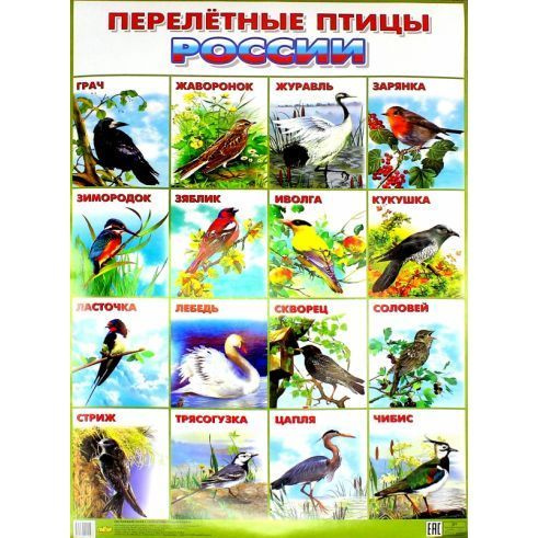 Обучающий плакат Литур Перелетные птицы России. 550х770 мм  #1