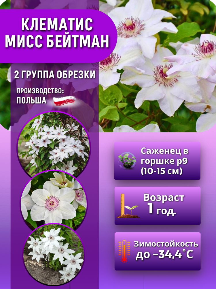 Клематис Мисс Бейтман (саженец 10-15 см в горшке) #1