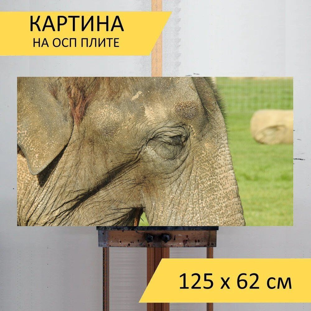 LotsPrints Картина "Слон, млекопитающее, животное 50", 125 х 62 см  #1
