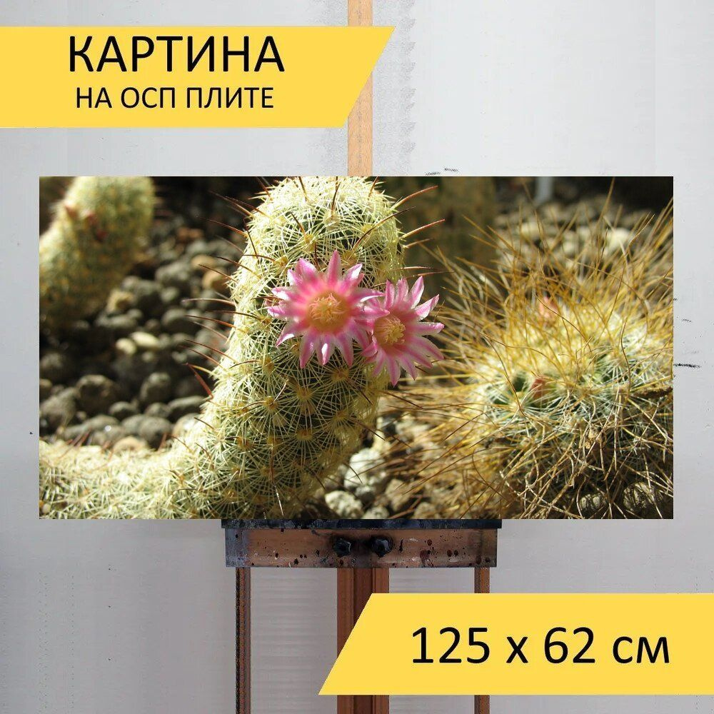 LotsPrints Картина "Кактус, сочный, цветок 45", 125  х 62 см #1