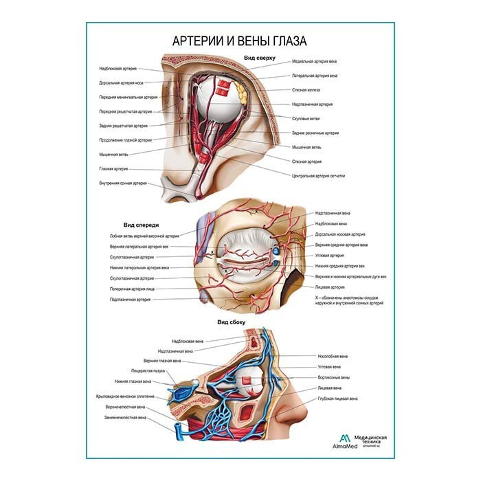 Артерии и вены глаза (анатомия человека) плакат глянцевый А1+, плотная фотобумага от 200г/м2  #1