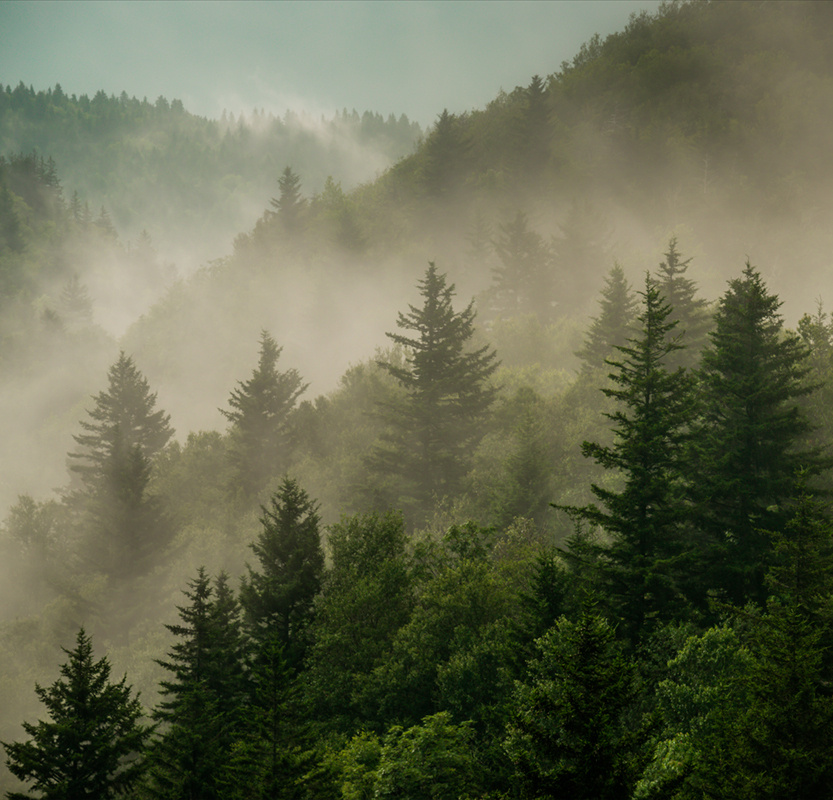 Фотообои флизелиновые на стену 3д GrandPik 2073 "Горный лес в тумане" (ШхВ), 250х240 см  #1