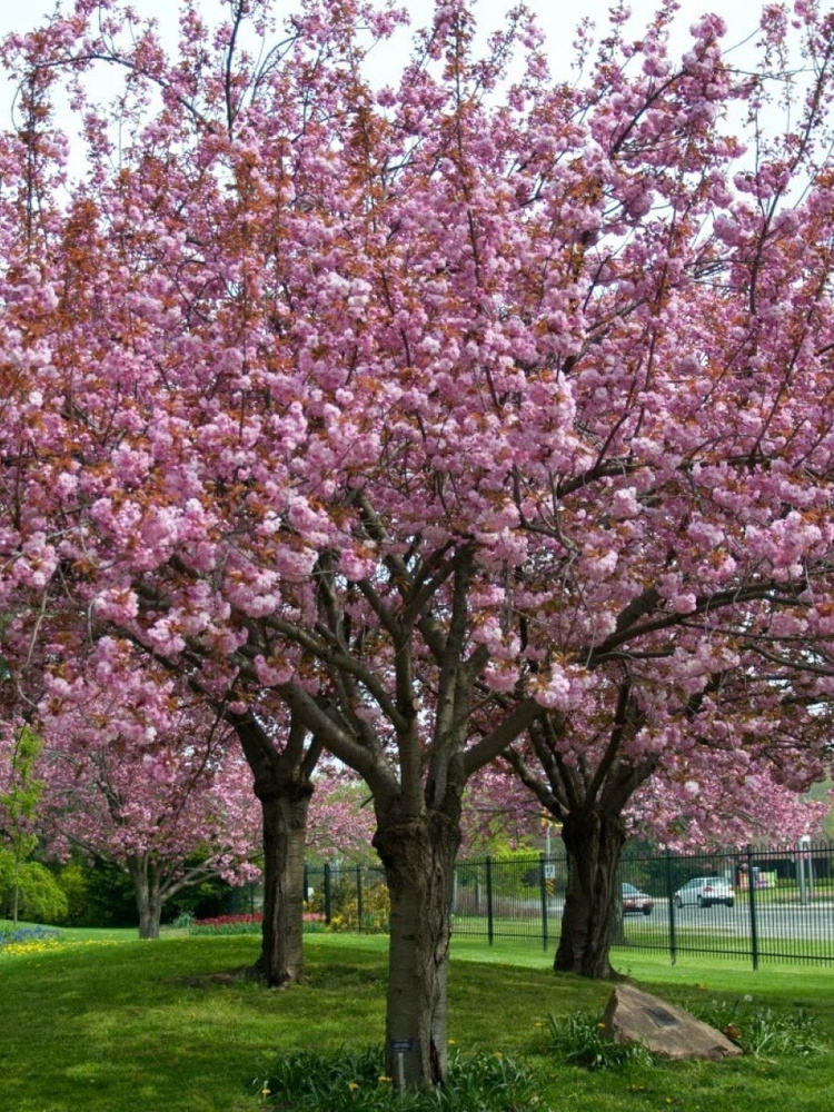 Семена Сакура вишня мелкопильчатая (Prunus serrulata), 5 штук #1