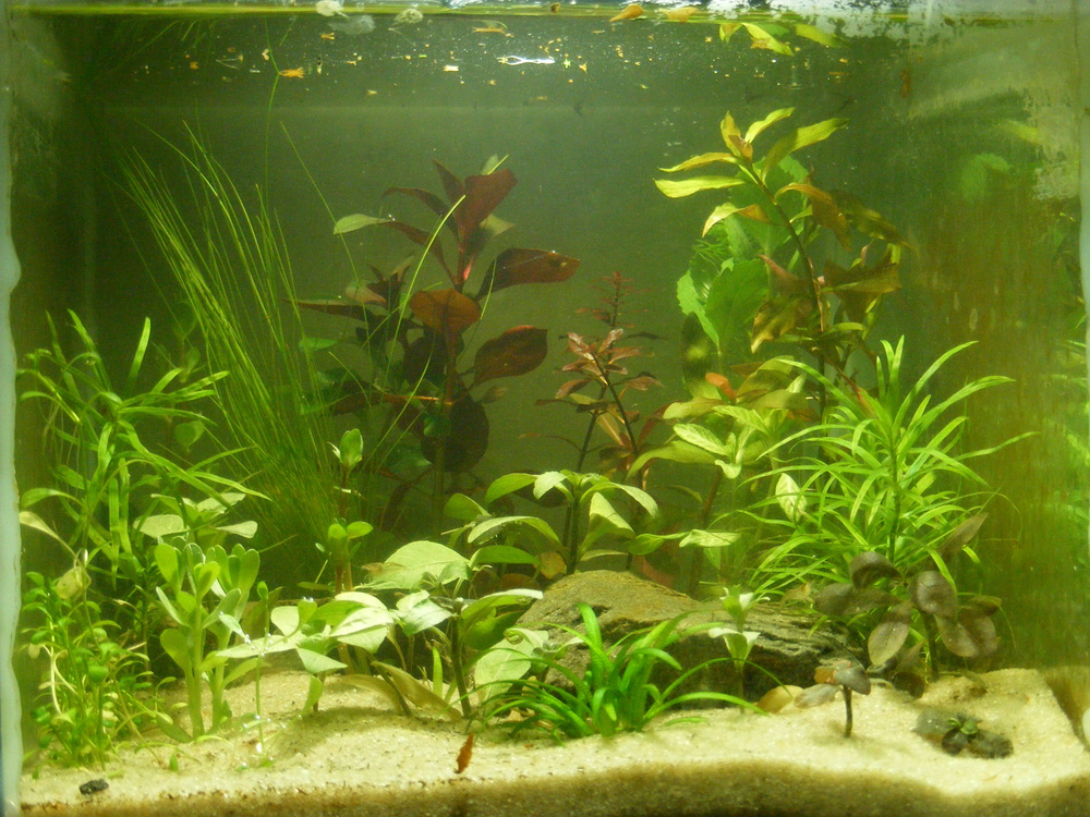 Аквариумные растения набором 12 видов. Живые аквариумные растения.  #1
