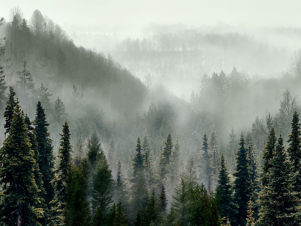 Фотообои флизелиновые на стену 3д GrandPik 10241 "Горный лес в тумане", 200х150 см(Ширина х Высота)  #1