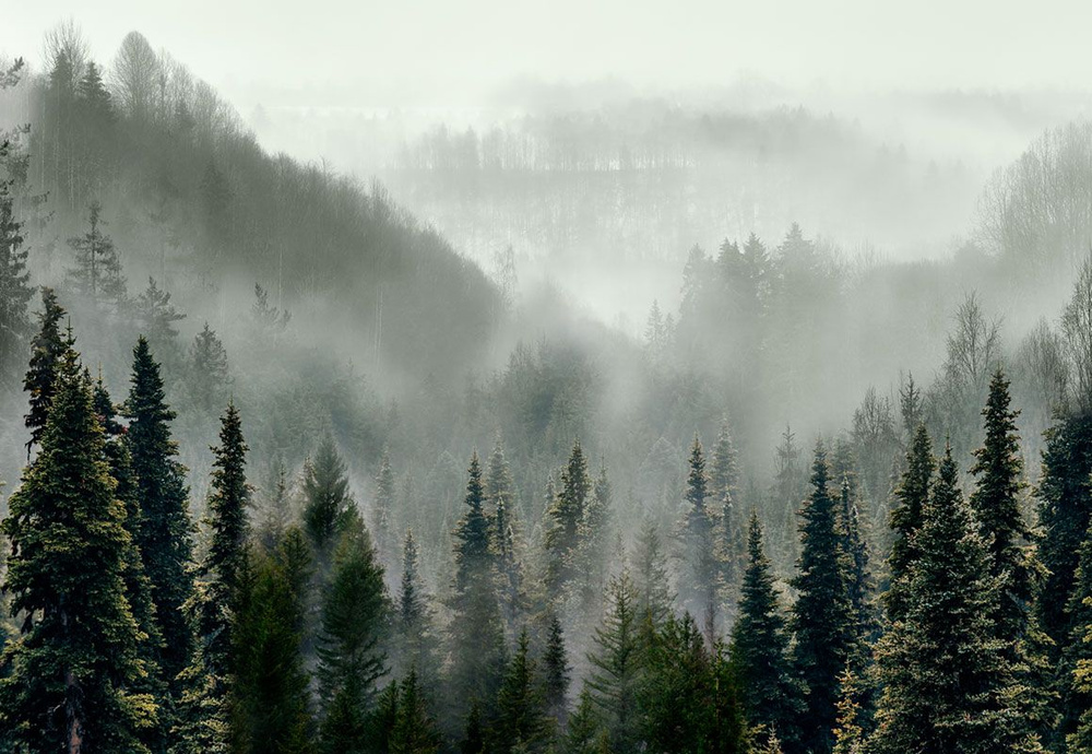 Фотообои флизелиновые на стену 3д GrandPik 10241 "Горный лес в тумане", 350х240 см(Ширина х Высота)  #1