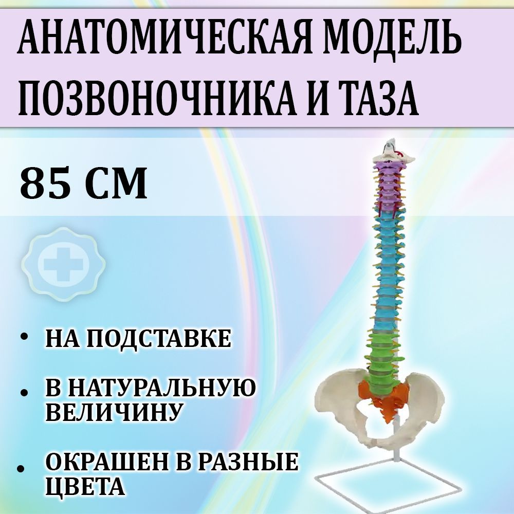 Анатомическая модель позвоночника и таза человека окрашен в разные цвета, на подставке, 85 см в натур #1