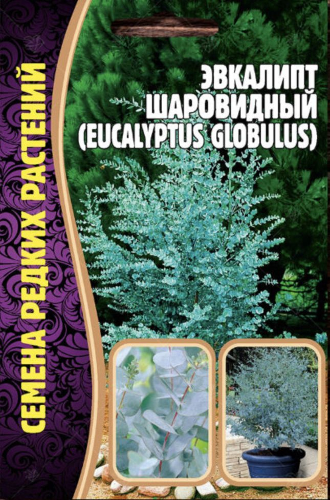 Эвкалипт Шаровидный, 1 пакет, семена 10шт, ЧК #1